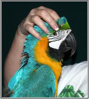 Для попугая-компаньона позитивным вознаграждением может быть...поглаживание головы - фото Barbara Heidenreich